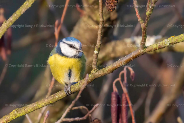 201785 | Tierfotografie, Tierkalender, Tierbilder, Insekten, Spinnen, Vögel, Schmetterling, Libellen, Leinwand, Colorkey, Qualität, Geschenkartikel, Geschenk - Realisiert mit Pictrs.com