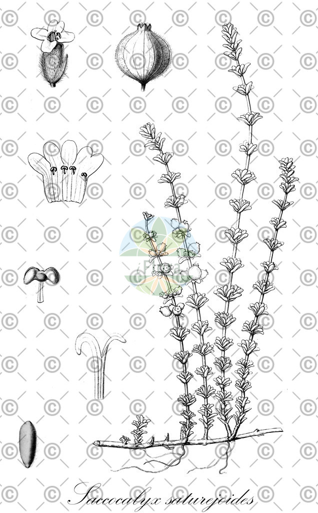 HistAbb_7PYBW_2_ENZY_Simple | Historische Abbildung von Saccocalyx saturejoides - Lamiaceae | Historical Illustration of Saccocalyx saturejoides - Lamiaceae
