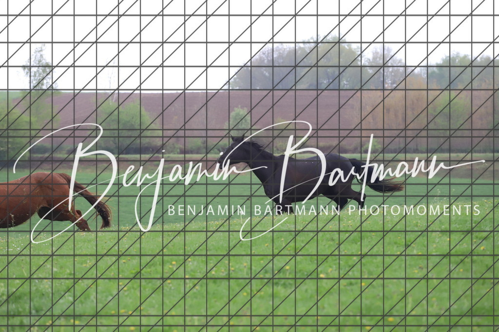 IMG_4278 | Benjamin Bartmann Photomoments