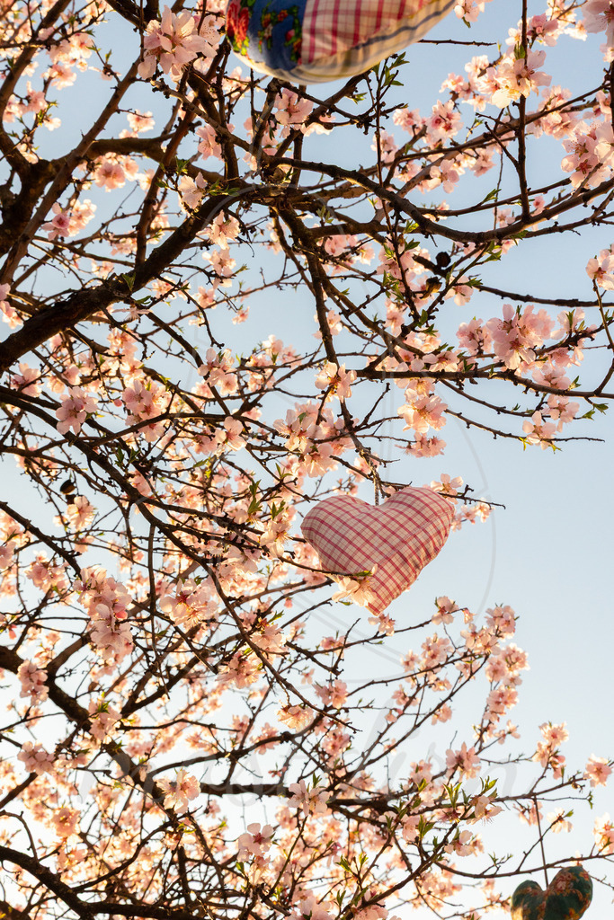Marillenblüte bei Sonnenaufgang | Ihre Fotografin im Lungau, ihre Fotografin im Mostviertel, Wandbilder Onlineshop, Imagefotos für Ihr Unternehmen,  - Realisiert mit Pictrs.com