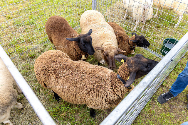 SchaZie Tag | Bildershop von pixelworld.at - Realisiert mit Pictrs.com