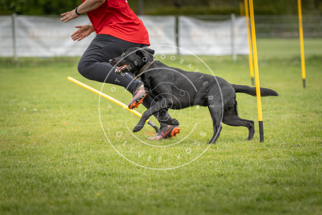 Pfotenfotografie_DV3A0409 | Hundefotografie, Tierfotograf, Pfotenfotografie, Fotoshooting Hund, Hunde Portrait, Hundesport, Hundeportraits, Heideshooting, Hunde, Sportfotograf, Hundefotograf, Turnierhundsport, THS,  - Realisiert mit Pictrs.com