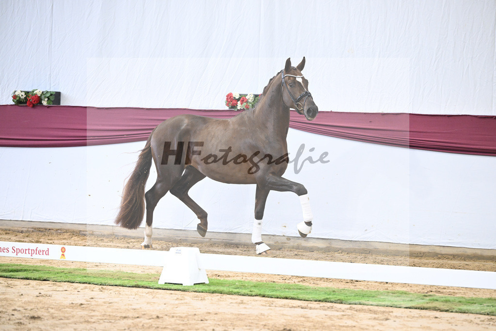 Kat-Nr. 15 Vitalis x Rock Forever I_Christoph Kuehnle_47250366 | hf-fotografie - Realisiert mit Pictrs.com