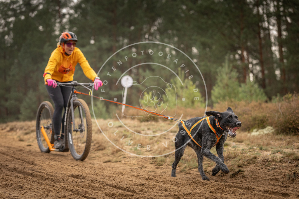 Pfotenfotografie_DV3A4908 | Hundefotografie, Tierfotograf, Pfotenfotografie, Fotoshooting Hund, Hunde Portrait, Hundesport, Hundeportraits, Heideshooting, Hunde, Sportfotograf, Hundefotograf, Turnierhundsport, THS,  - Realisiert mit Pictrs.com