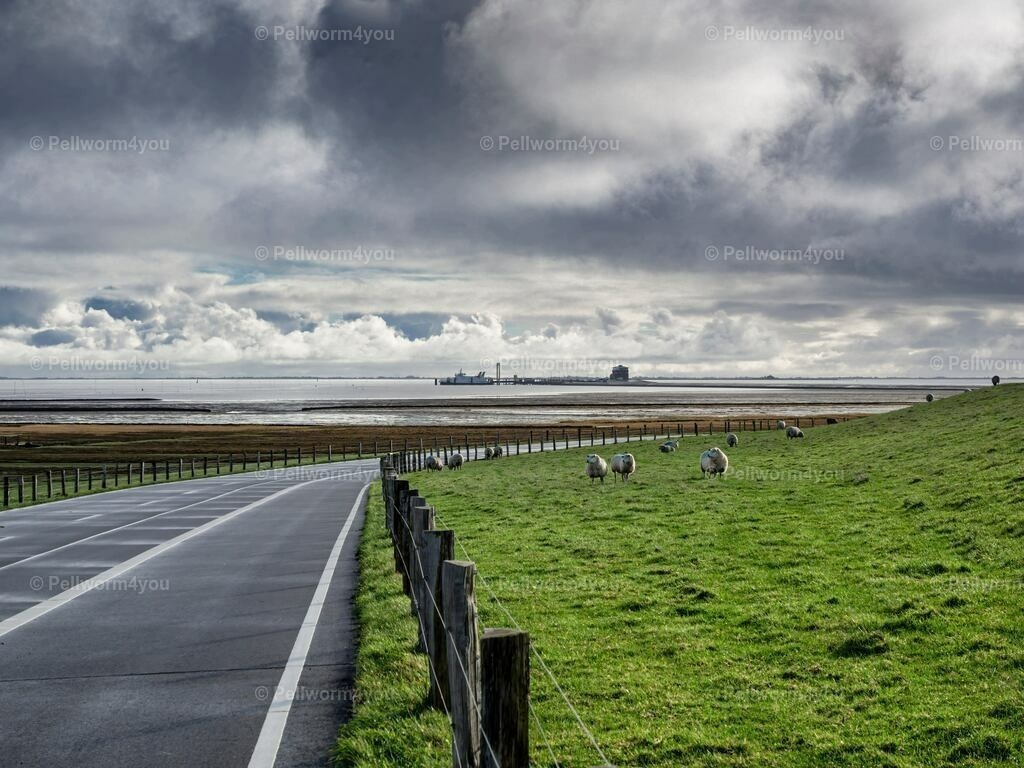 Straße in Richtung Tiefwasseranleger | Pellwormer Bilder und Fotos als Poster, auf Leinwand mit Keilrahmen, hinter Acrylglas, auf Alu-Dibond oder Forex-Platte und vieles mehr. Zum verschenken, für die Ferienwohnung oder für zu Hause. - Realisiert mit Pictrs.com