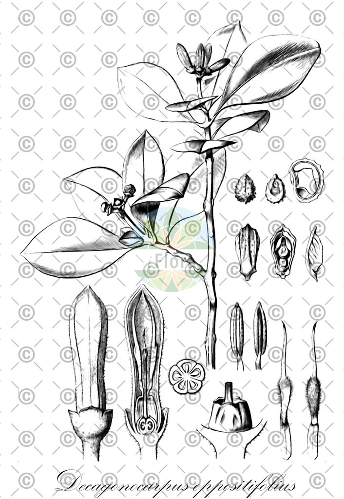 HistAbb_wfo-0000638957_1_ENZY_Simple | Historische Abbildung von Decagonocarpus oppositifolius - Rutaceae | Historical Illustration of Decagonocarpus oppositifolius - Rutaceae