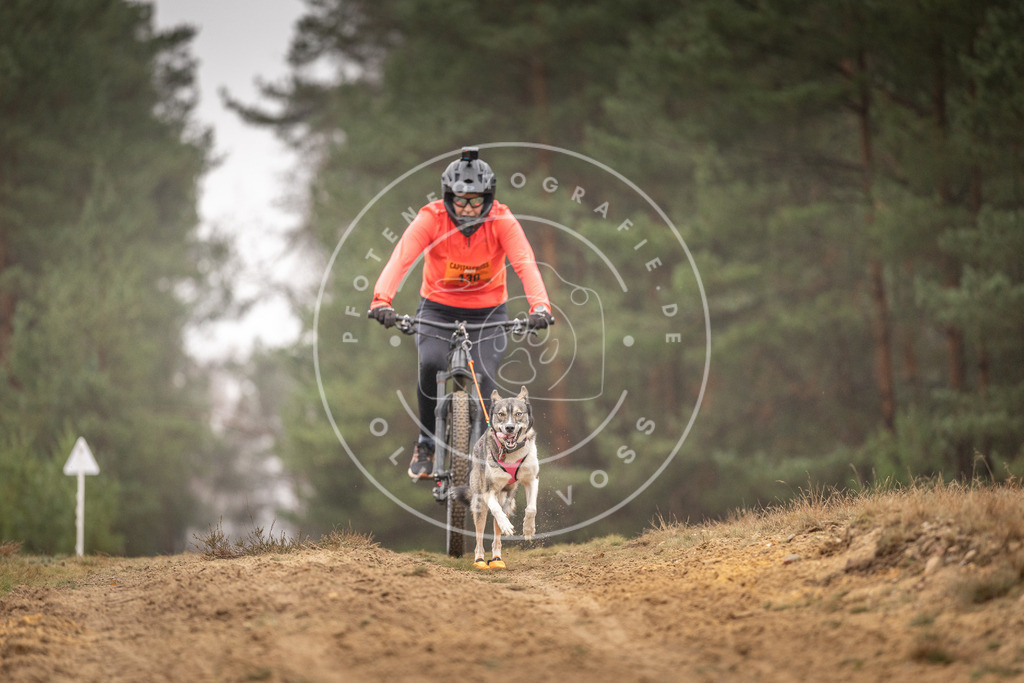 Pfotenfotografie_DV3A3687 | Hundefotografie, Tierfotograf, Pfotenfotografie, Fotoshooting Hund, Hunde Portrait, Hundesport, Hundeportraits, Heideshooting, Hunde, Sportfotograf, Hundefotograf, Turnierhundsport, THS,  - Realisiert mit Pictrs.com