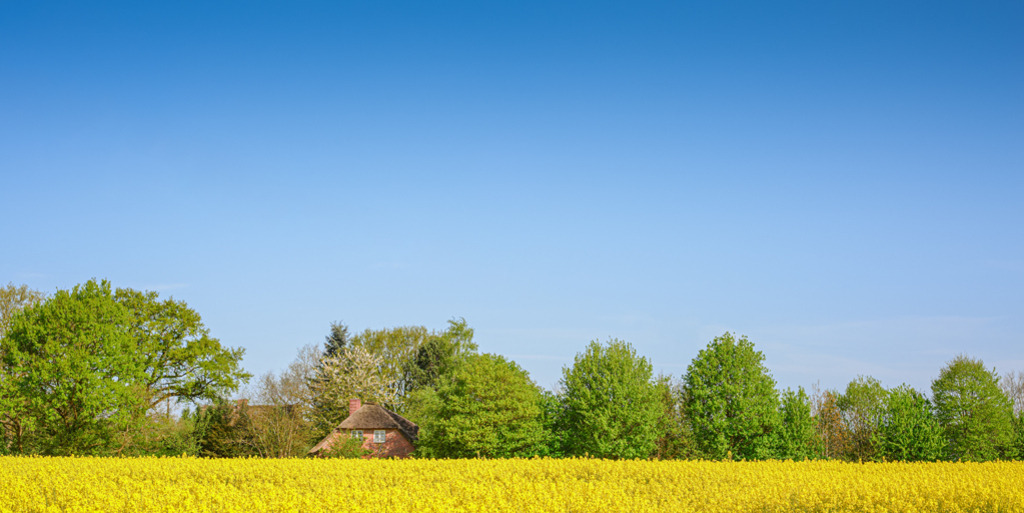Rapsfeld und Reetdachhaus | Im Frühjahr blüht in Schleswig-Holstein auf vielen Feldern leuchtend gelb der Raps. Ein besonderes Farbenspiel zeigt sich dabei mit dem frischen Grün der Bäume und dem klaren Himmelsblau. — Auflösung des Originals: 6016 x 3008 px. - Realisiert mit Pictrs.com