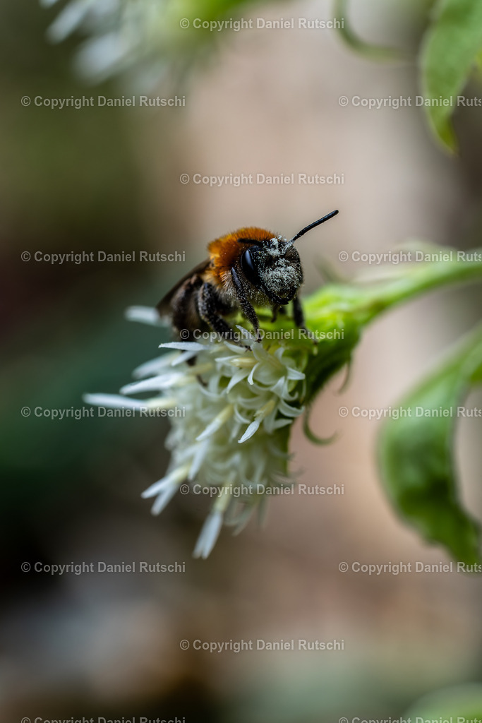 _DSC1754-Verbessert-RR | rutschi_photography - Realisiert mit Pictrs.com