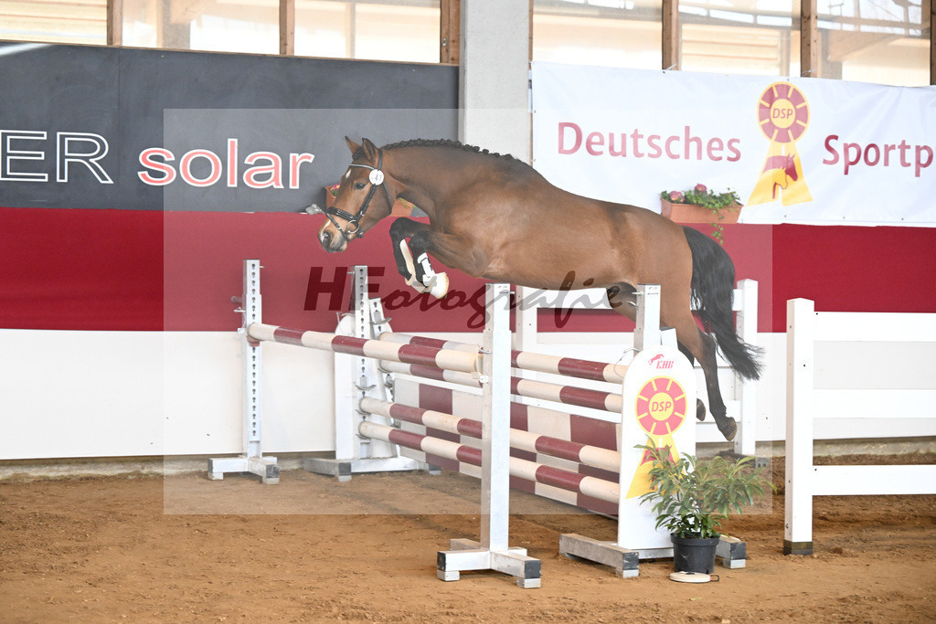 Kat-Nr. 41 Quinto v. Quintas_Brugger_7251179 | hf-fotografie - Realizzato con Pictrs.com