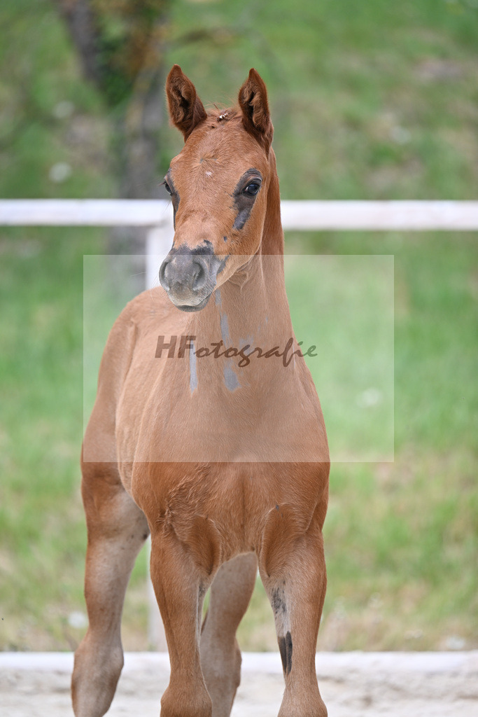 Kat-Nr. 16 HF Emerald v h Ruytershof x Manchester vant Paradijs_Schroetzlmair_24260691 | hf-fotografie - Realisiert mit Pictrs.com