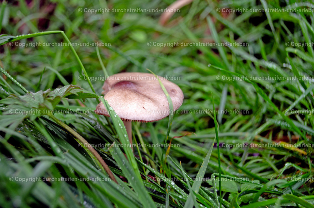Pilz Großer Scheidling | En Großer Scheidling wächst im Vogelschutzgebiet Rieselfelder in Münster. - Realisiert mit Pictrs.com