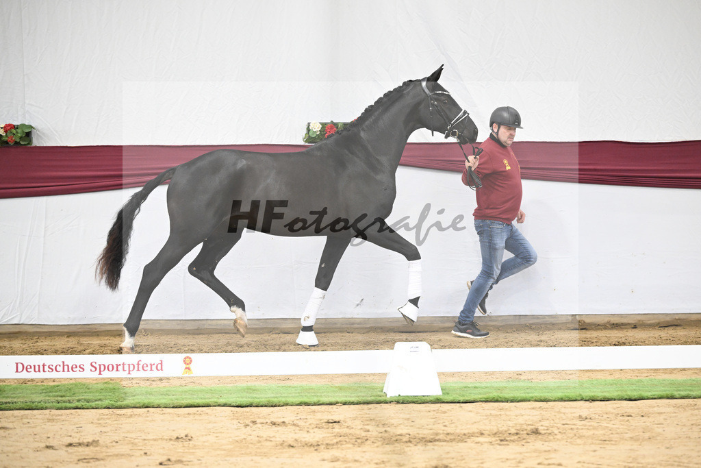 Kat-Nr. 16 Dream Royal x Everdale_Stephanie Hueffer_47250395 | hf-fotografie - Realisiert mit Pictrs.com