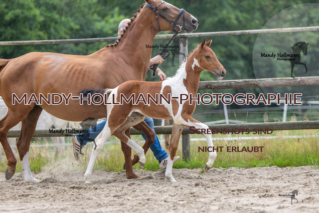 Hexenberg-375 | mandyhollmannphotographie