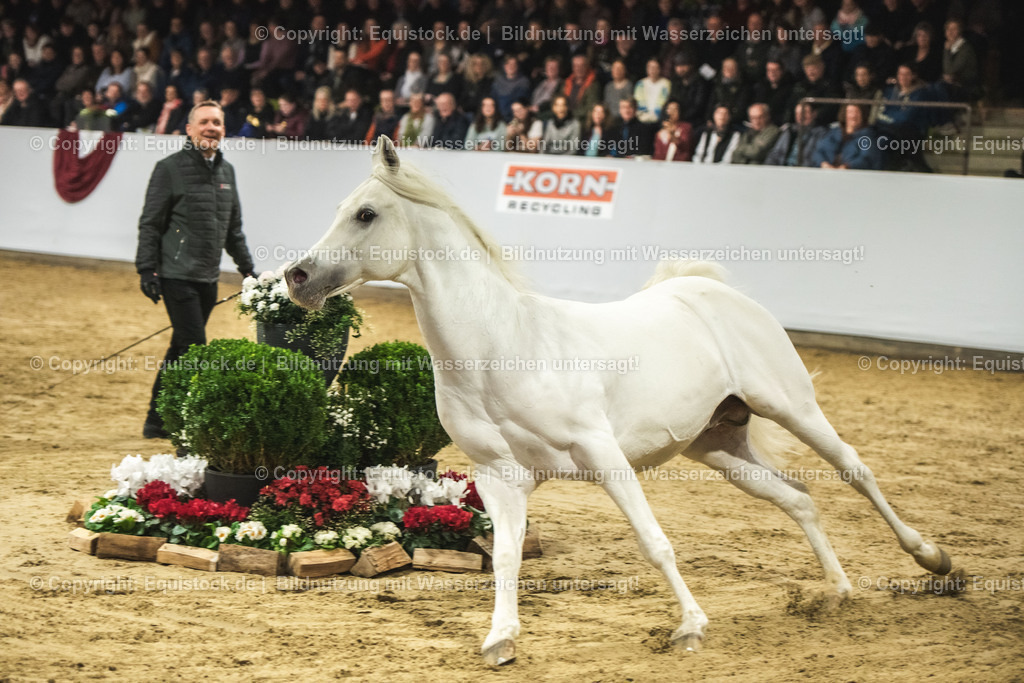 20240302_Hengstvorstellung_Marbach_TOMsPiC_1168 | equistock