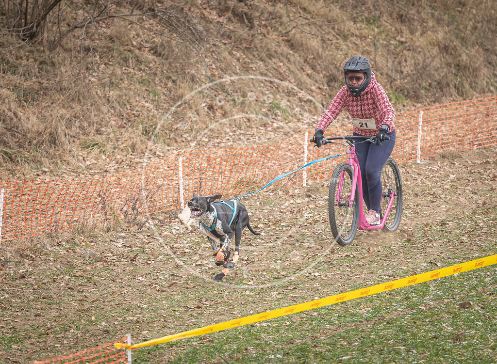 Pfotenfotografie_DV3A7188 | Hundefotografie, Tierfotograf, Pfotenfotografie, Fotoshooting Hund, Hunde Portrait, Hundesport, Hundeportraits, Heideshooting, Hunde, Sportfotograf, Hundefotograf, Turnierhundsport, THS,  - Realisiert mit Pictrs.com