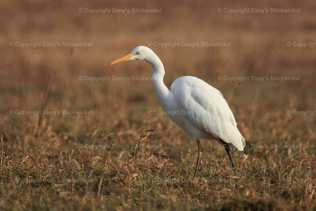 20172 | Tierfotografie, Tierkalender, Tierbilder, Insekten, Spinnen, Vögel, Schmetterling, Libellen, Leinwand, Colorkey, Qualität, Geschenkartikel, Geschenk - Realisiert mit Pictrs.com