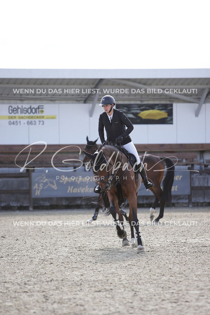 1J2A3937Loreen Schreiter_ La Belle de jour 3_ Kn613_ Havekost | Foto- und Videografie für alles rund ums Pferd. Hochwertige Bilder und Videos vom Spring- und Dressurreiten, Voltigieren & mehr. Jetzt aktuelle Veranstaltungen und Preise im Shop ansehen. - Realisiert mit Pictrs.com
