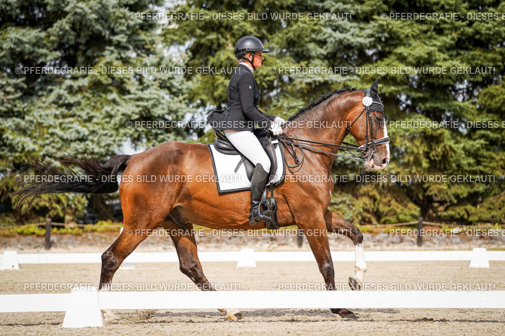 DSC06586 | Pferdegrafie