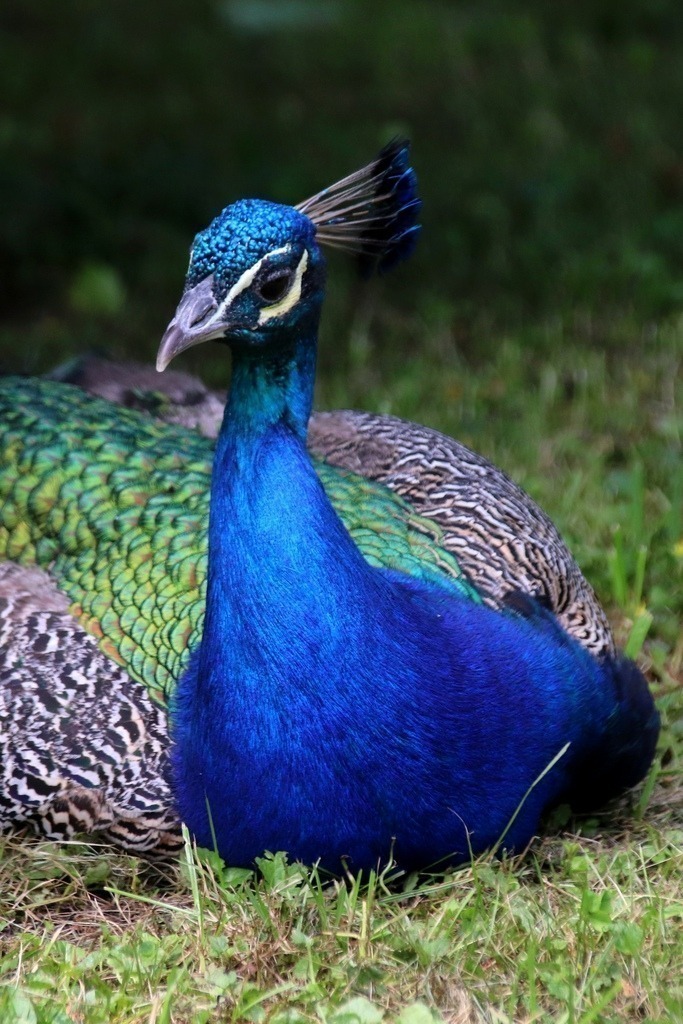 Pfauenrast | example of gallery "through flora &amp; fauna" (magic moments collection)