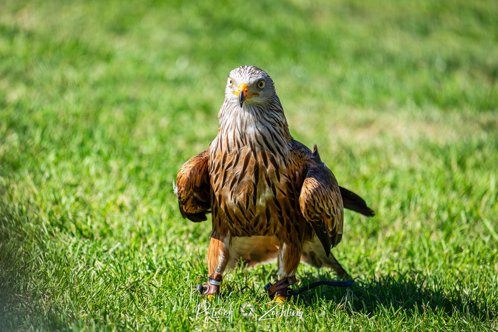 Kreuzenstein-Zöchling (10 von 46) | Mein Name ist Patrick Zöchling. Auf dieser Website siehst Du meine Projekte als Fotograf und kannst Dir Deine Fotos in Galerien ansehen und herunterladen. Über einen Webshop kannst Du Bilder ausarbeiten, auf T-Shirt drucken usw. - Realisiert mit Pictrs.com