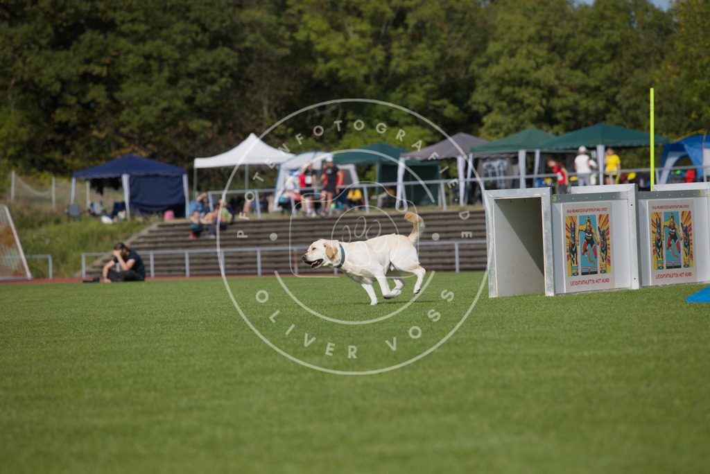 0L8A3485 | Hundefotografie, Tierfotograf, Pfotenfotografie, Fotoshooting Hund, Hunde Portrait, Hundesport, Hundeportraits, Heideshooting, Hunde, Sportfotograf, Hundefotograf, Turnierhundsport, THS,  - Realisiert mit Pictrs.com