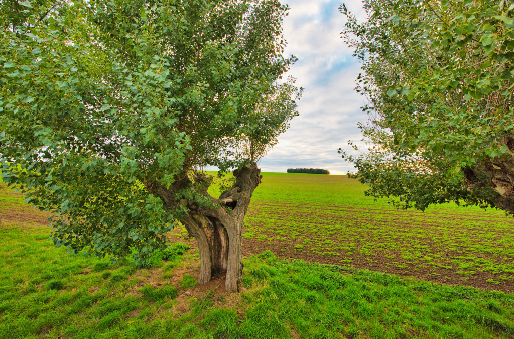 Kopfwqeiden in der Bauernweilerlandschaft Altenburg 310 | Fotos als Raumschmuck - Realisiert mit Pictrs.com