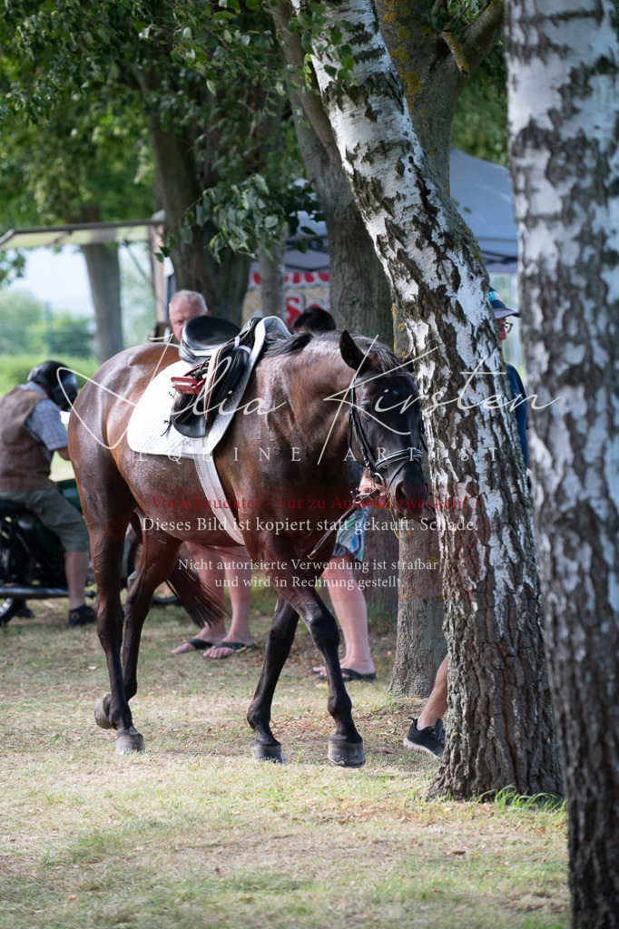 DSC_0950 | Pferde- und Turnierfotografie in Westsachsen. Pferdeportraits, Auftragszeichnungen und intuitive Kunst.