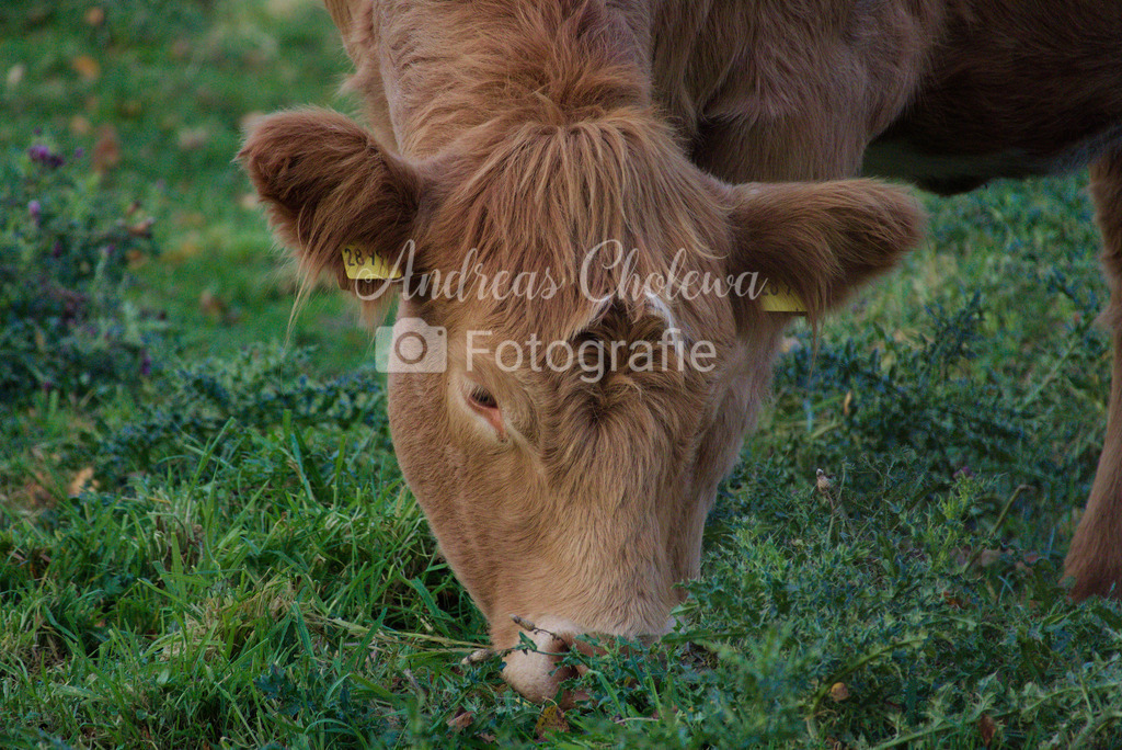 Angusrind | Der Onlineshop für malerische Fotografien aus dem Landkreis Vechta✅ Premium Druck auf Leinwand✅ Acryl✅ oder Alu-Dibond✅➤Jetzt Bestellen! - Realisiert mit Pictrs.com