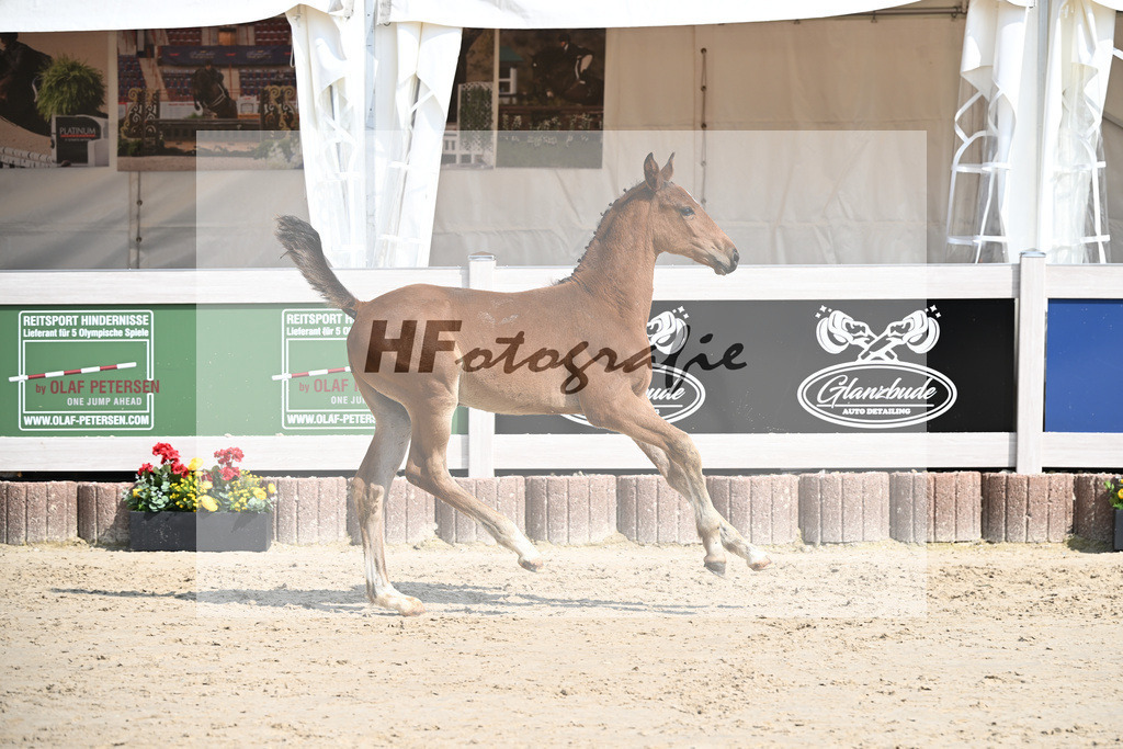 Emerald v h Ruytershof x Zirocco Blue_HF_PBM Pfefferle GmbH_12250230 | hf-fotografie - Realisiert mit Pictrs.com