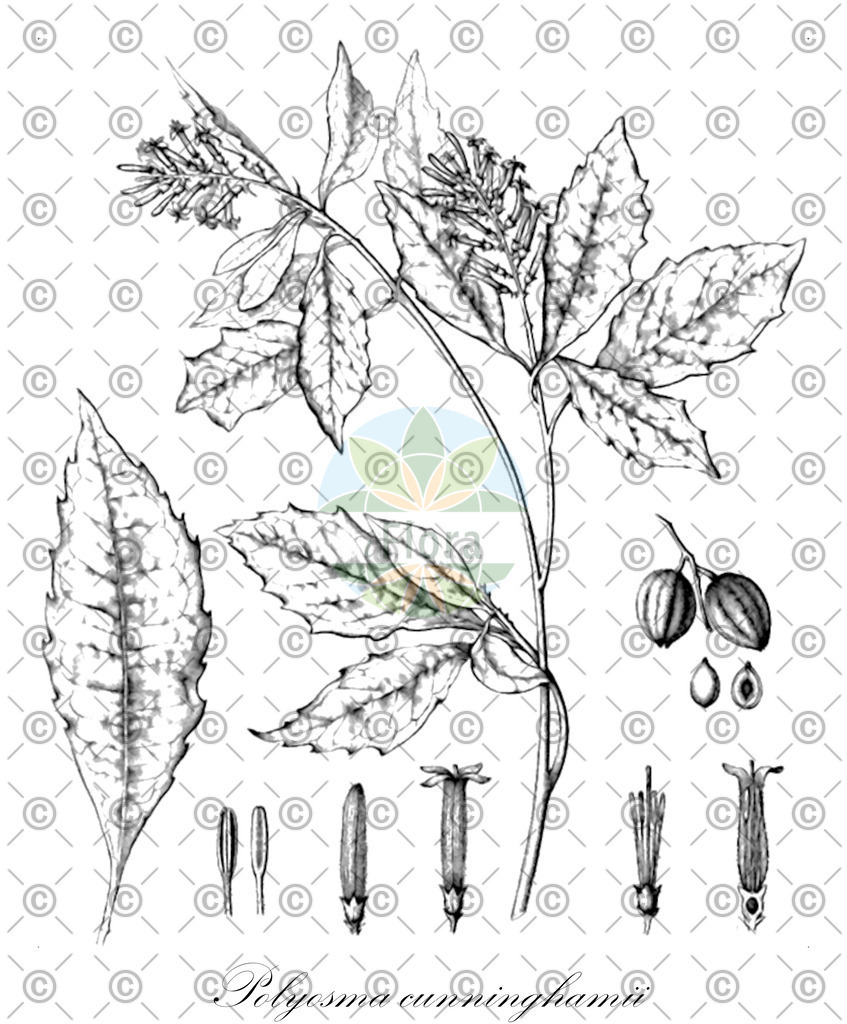 HistAbb_4441_1_FLORAD_SIMPLE | Historische Abbildung von Polyosma cunninghamii - Escalloniaceae | Historical Illustration of Polyosma cunninghamii - Escalloniaceae