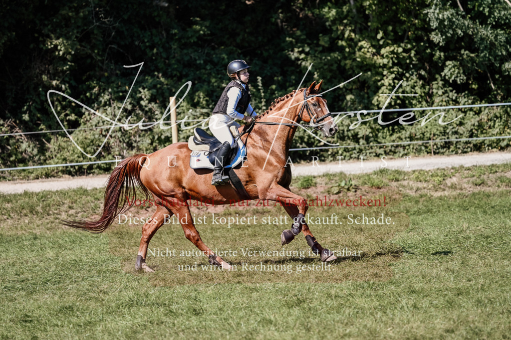 DSC_2669 | Pferde- und Turnierfotografie in Westsachsen. Pferdeportraits, Auftragszeichnungen und intuitive Kunst.