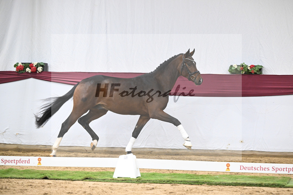 Kat-Nr. 47 Taurus x Floriscount_Thomas Casper u Horst Eulich_47251665 | hf-fotografie - Realisiert mit Pictrs.com