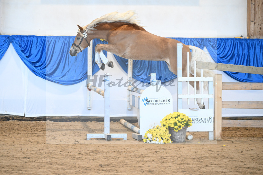 Kat-Nr. 23 Maverick v. Manu_Lechner_48250474 | hf-fotografie - Realisiert mit Pictrs.com