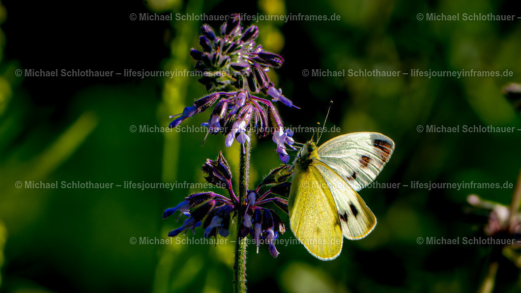 Schmetterling | Wildlife- und Landschaftsfotografie als Wandbild, Poster & mehr. Einzigartige Naturmomente aus Neuseeland, Norwegen & weltweit – fotografiert von Michael Schlothauer. - Realisiert mit Pictrs.com