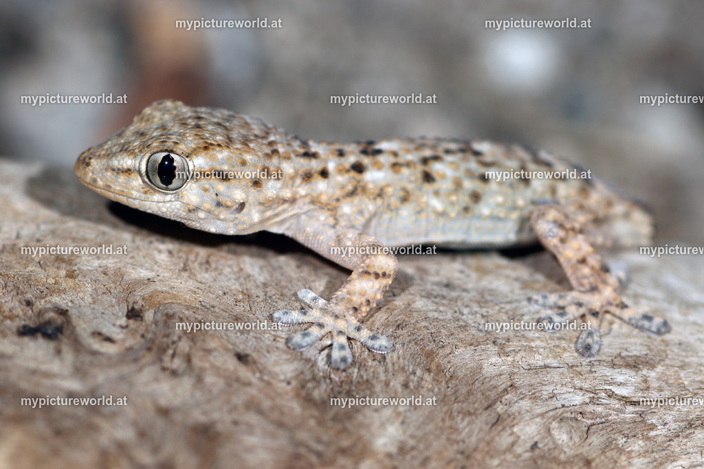 Europäischer Halbfinger-004 | Das Bilderarchiv über Tiere, Planzen und Landschaften. In der Bilddatenbank finden Sie ein große Auswahl an hochwertigen Bilder für Ihre Werbung - Realisiert mit Pictrs.com