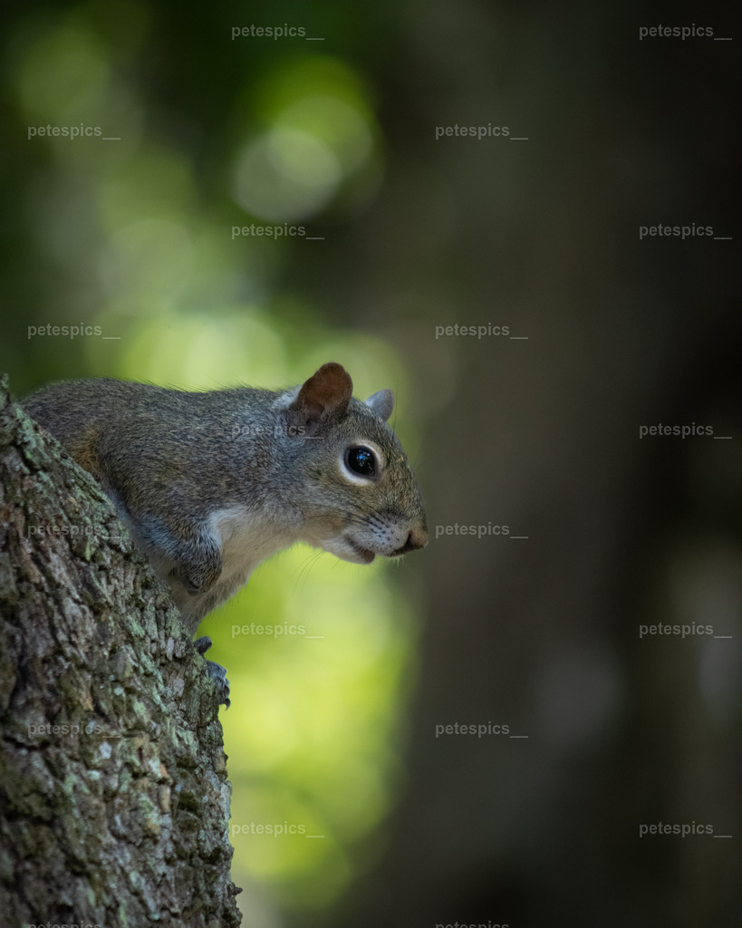 IMG_0178 | petespics