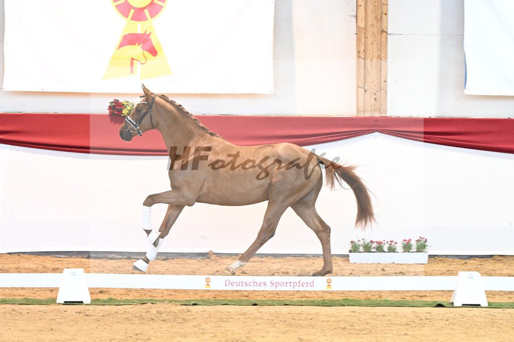 Kat-Nr. 52 Va Bene x Florestano_Kloessinger_43231825 | hf-fotografie - Realisiert mit Pictrs.com