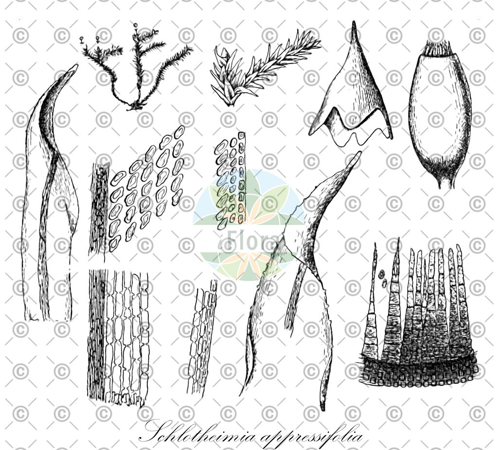 HistAbb_wfo-0000439199_1_ENZY_Simple | Historische Abbildung von Schlotheimia appressifolia - Orthotrichaceae | Historical Illustration of Schlotheimia appressifolia - Orthotrichaceae