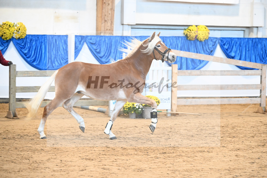 Kat-Nr. 33 Nokiano B v. Novastar_Bleicher_48250675 | hf-fotografie - Realisiert mit Pictrs.com