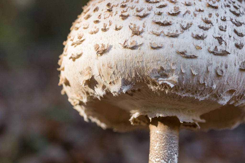 Grosser weisser Pilz | im Herbst. - Realisiert mit Pictrs.com