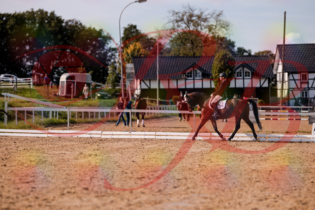2026_10_03_Siefer-Hof_130850_Z81_61968337 | Professionelle Reitsport-, Turnier- und Eventfotografie von Robert Broda. Galerien mit ausgewählten und bearbeiteten Bildern direkt online ansehen und bestellen.