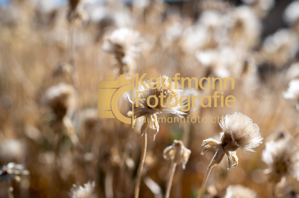 Nationalpark_Teide_ohne_Teide_def-3231 | kaufmannfoto - Realisiert mit Pictrs.com