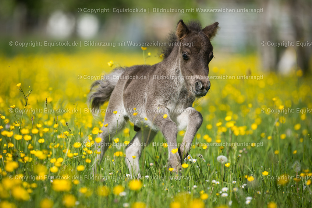 20150507_Fohlen_0019 | equistock