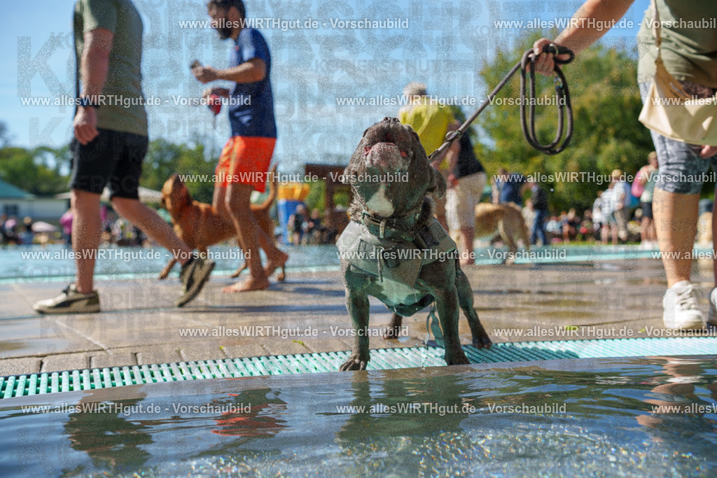 allesWIRTHgut Tierfotografie - allesWIRTHgut.de - 7IV08521 | Professionelle Tierfotografie in Mönchengladbach von Daniel Wirth (allesWIRTHgut). Liebevolle & natürliche Bilder von Hunden & Katzen für unvergessliche Erinnerungen.