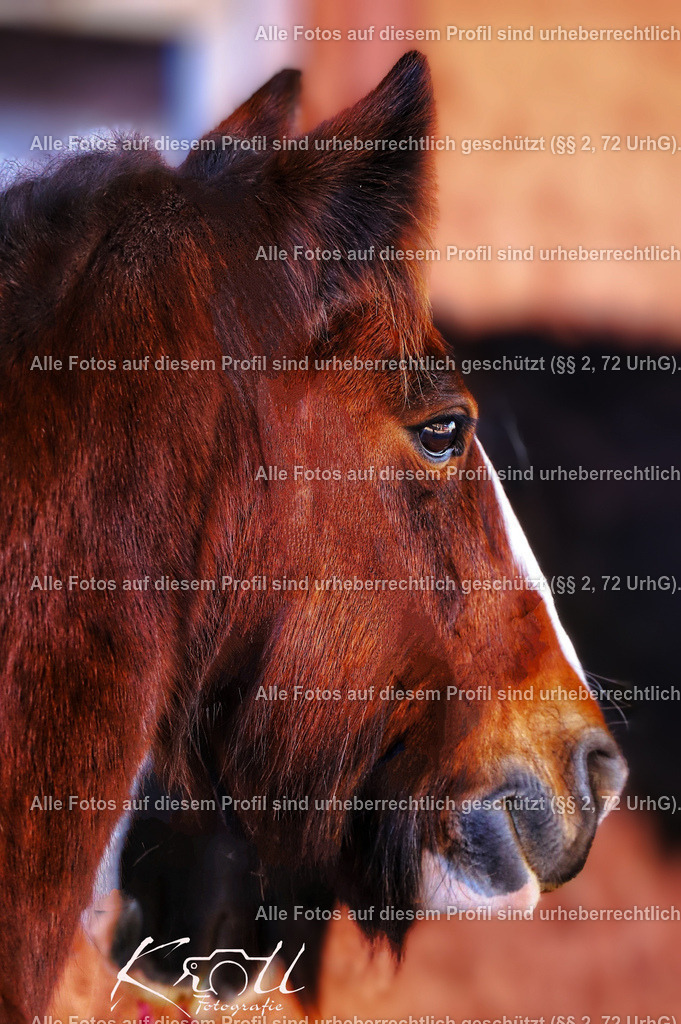 Photo_1706679181024_2 | krollfotografie - Realisiert mit Pictrs.com