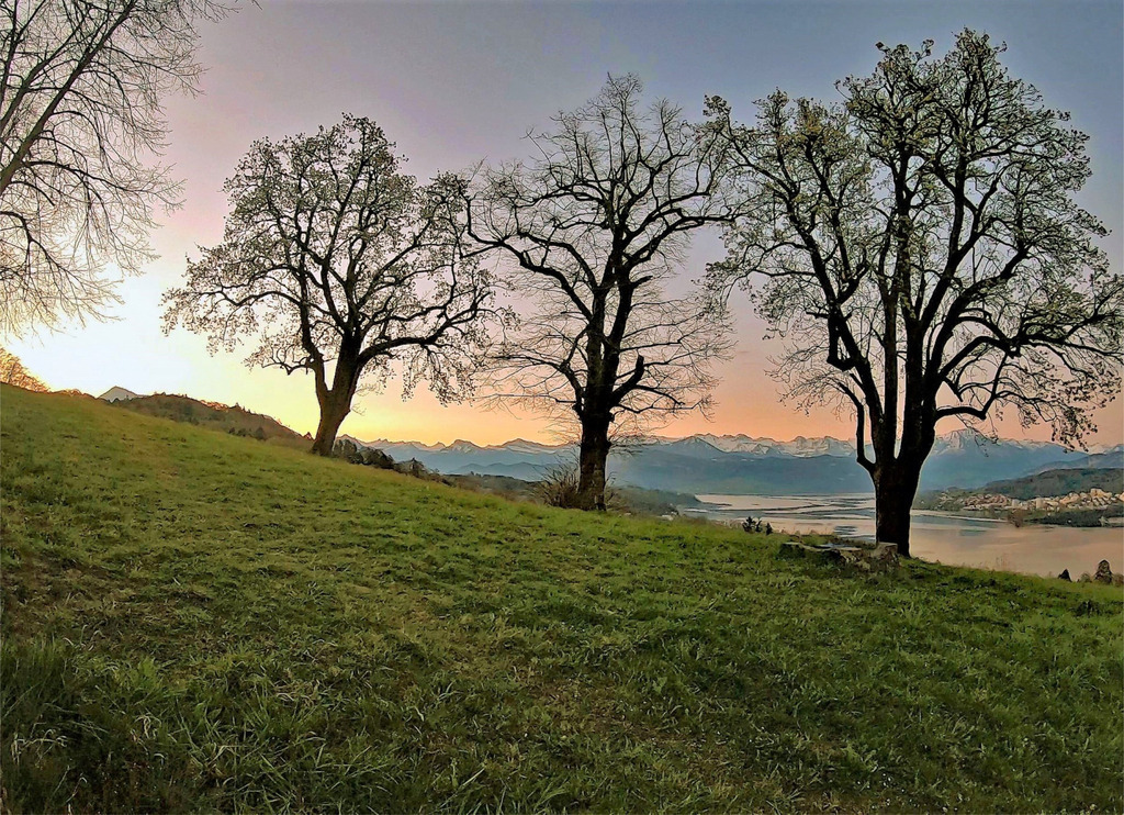 Drei Bäume beim Sonnenaufgang | huwimedia-fotografie - Realisiert mit Pictrs.com
