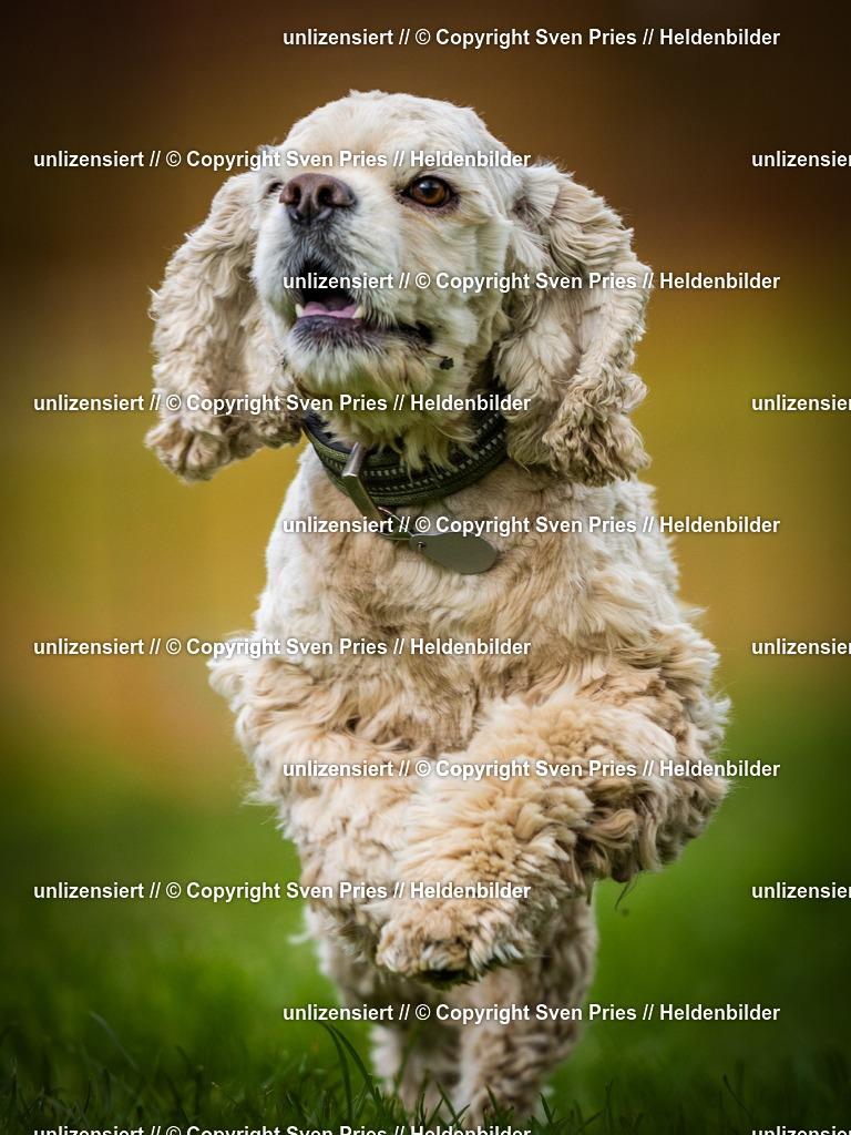 Sven Pries | 2025-04-13 - Hunderennen Baden-Baden - Realisiert mit Pictrs.com