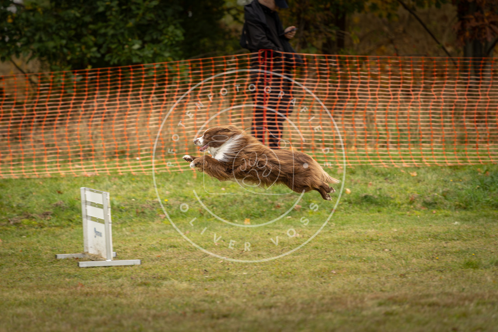 Pfotenfotografie_DV3A5835 | Hundefotografie, Tierfotograf, Pfotenfotografie, Fotoshooting Hund, Hunde Portrait, Hundesport, Hundeportraits, Heideshooting, Hunde, Sportfotograf, Hundefotograf, Turnierhundsport, THS,  - Realisiert mit Pictrs.com