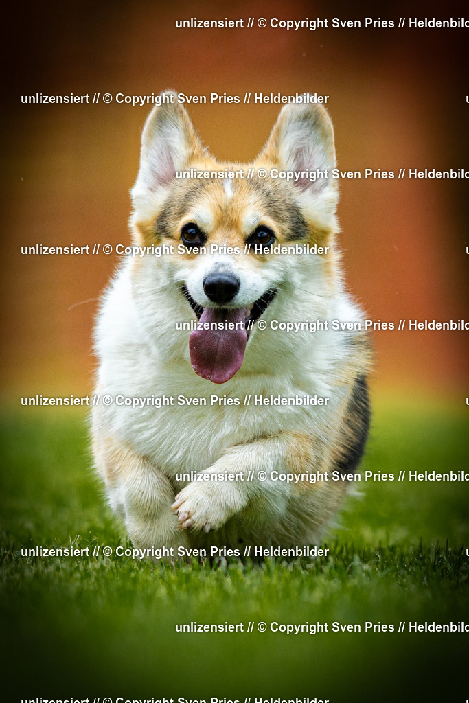 Sven Pries | 2025-09-21 - Hunderennen Baden-Oos - Realisiert mit Pictrs.com